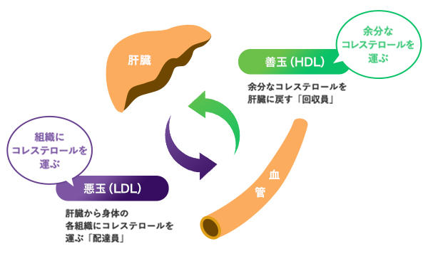 ユーグレナの2か月間の継続摂取でldlコレステロール値の改善が確認されました 生活習慣病 ユーグレナ 研究レポート ユーグレナ ヘルスケア ラボ