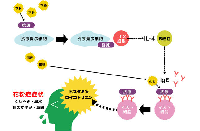 裸藻被认为眼虫摄入可以减轻杉树花粉症的症状 小鼠实验 免疫 裸藻 研究报告 悠绿那健康 实验室