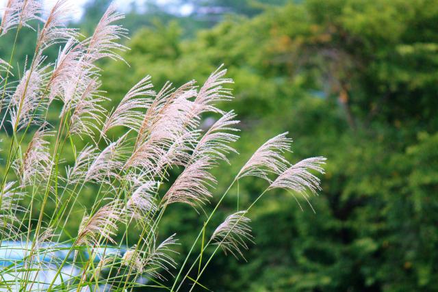 ススキ花粉の時期はいつ ススキ花粉の時期や症状 対策を解説 花粉症 健康コラム ユーグレナ ヘルスケア ラボ